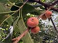 Futkal Fig